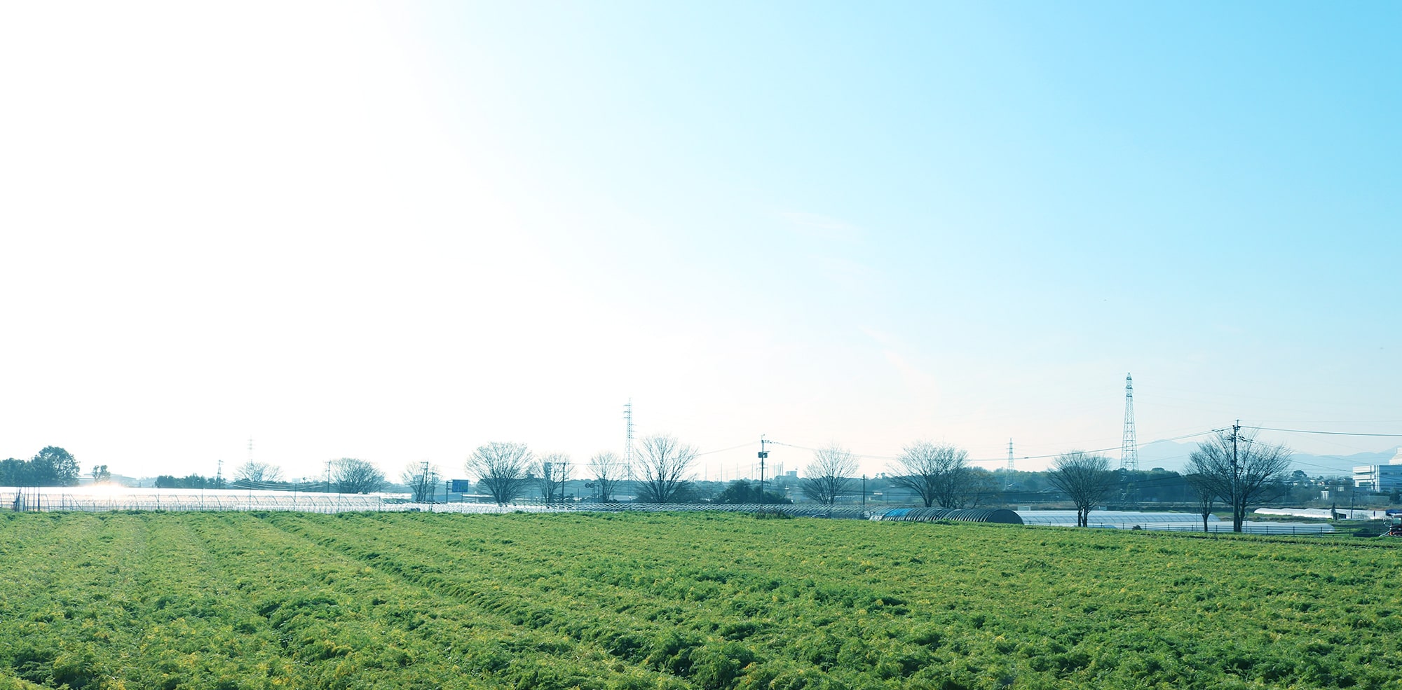 農業生産法人株式会社平井農園