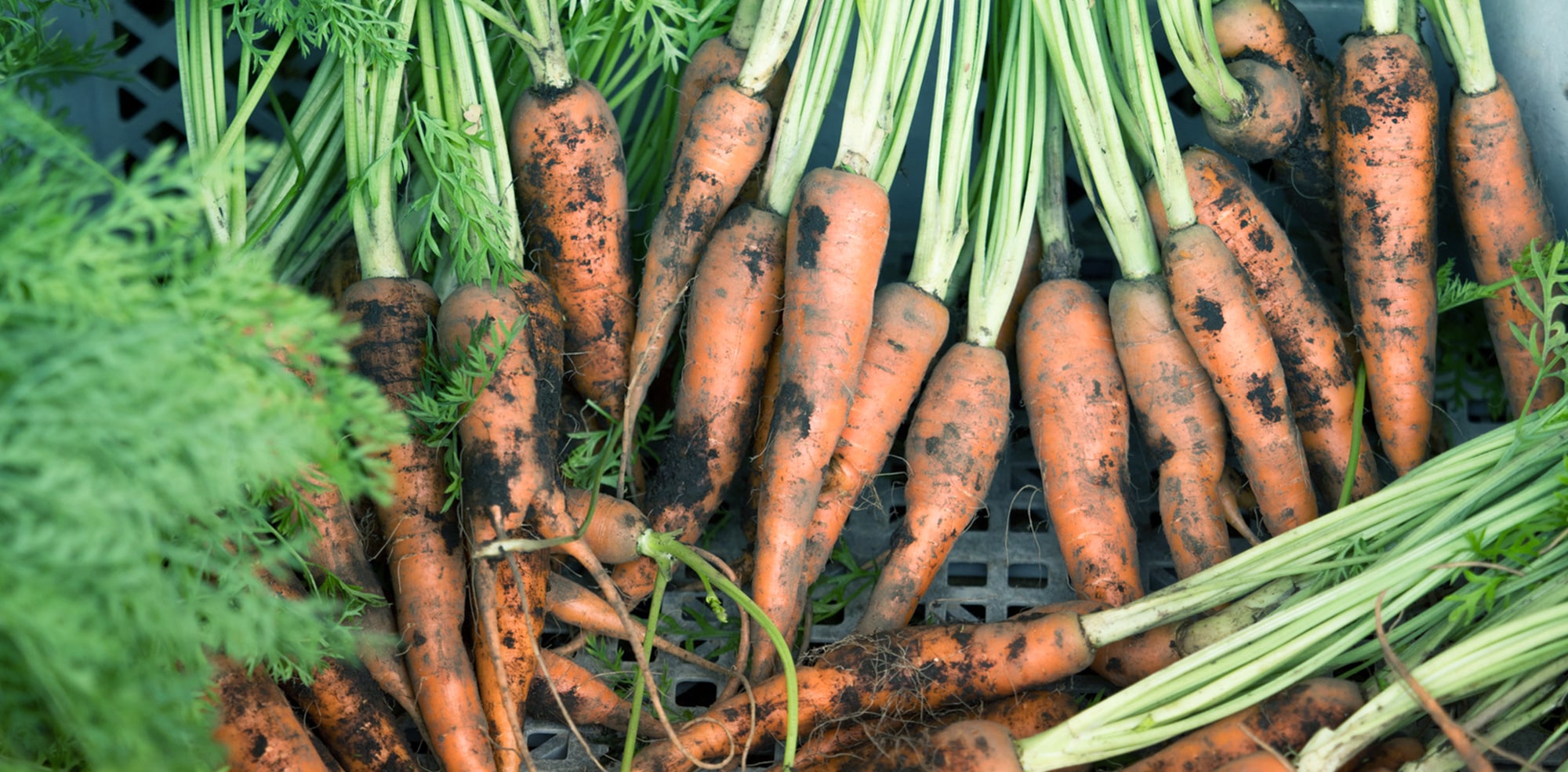 農業生産法人株式会社平井農園