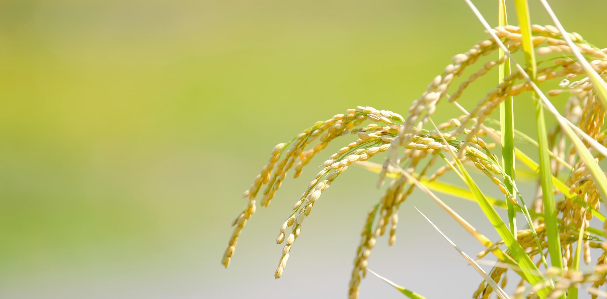 農業生産法人株式会社平井農園